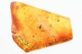 Fossil Pseudoscorpion, Crane Fly, and Fly In Baltic Amber #325337-1
